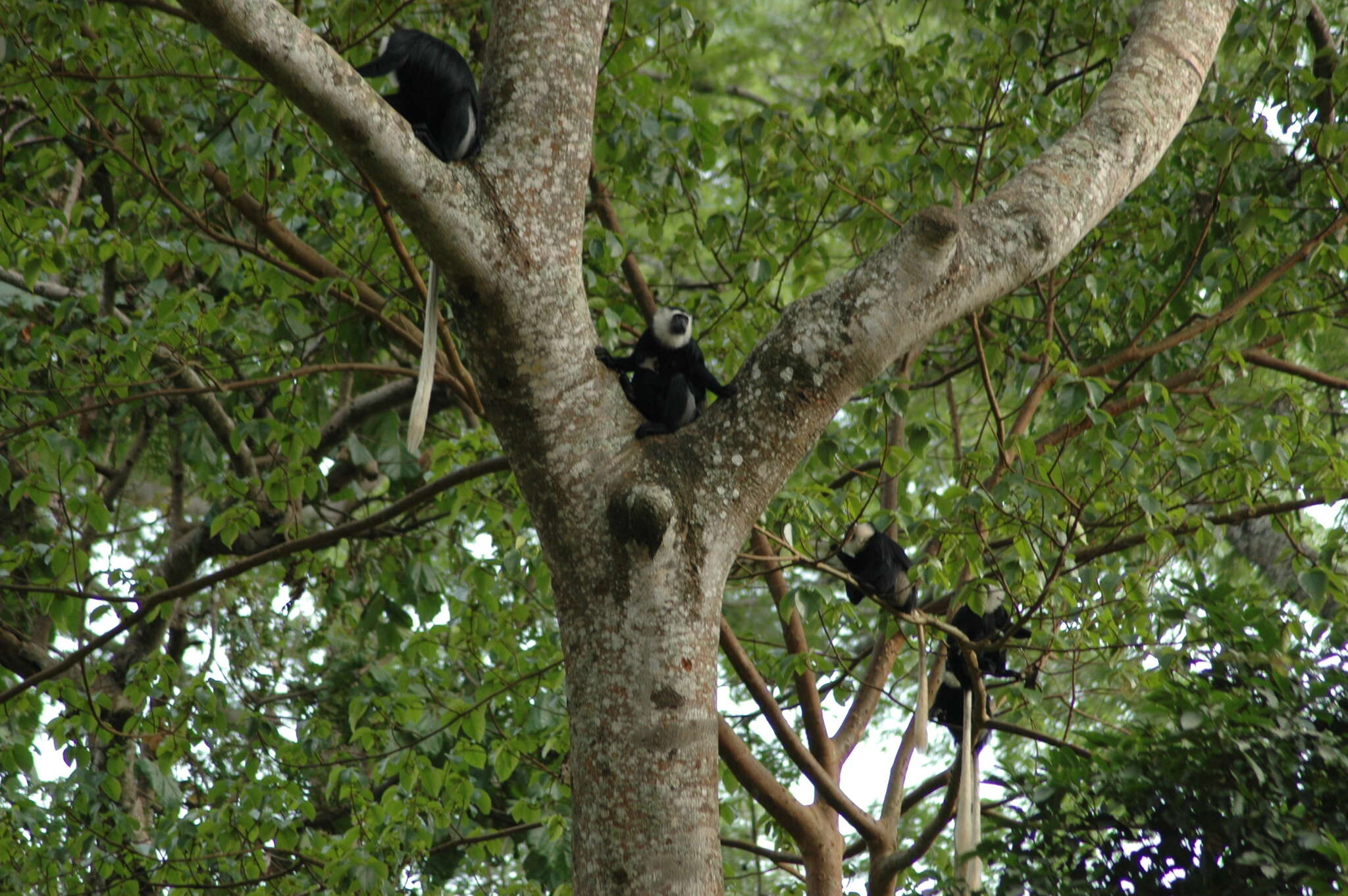 Image of Geoffroy's Black-and-White Colobus