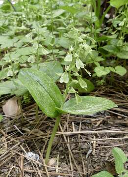 Image of Broadlipped twayblade