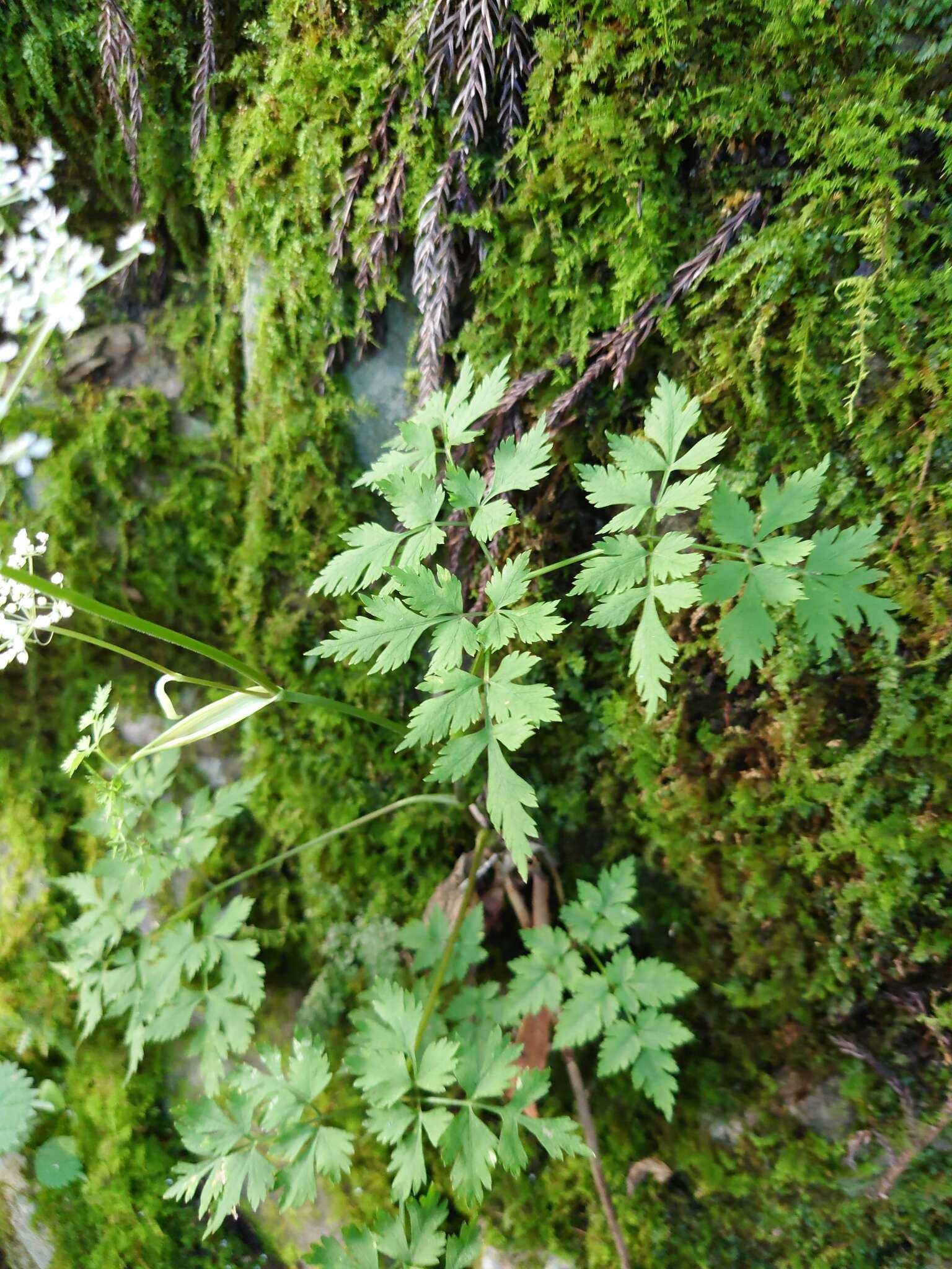 Image of Angelica polymorpha Maxim.