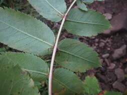 Image of Cascade mountain ash