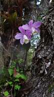 Image of Cattleya loddigesii Lindl.