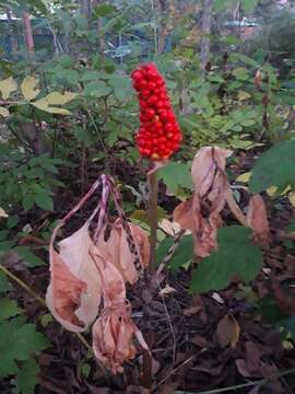 Image of Arisaema serratum var. serratum