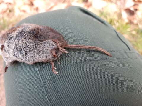 Image of VALAIS SHREW