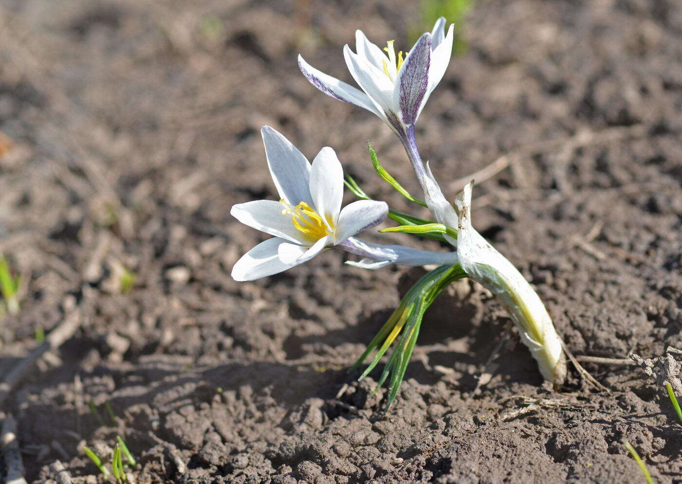 Image of Crocus alatavicus Regel & Semen.