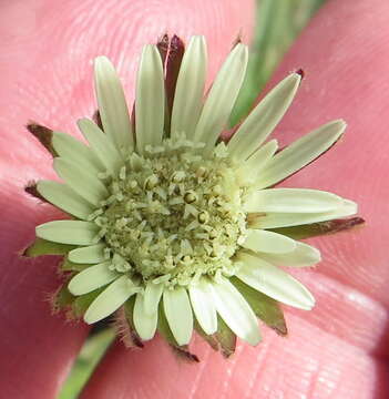 Image of Piloselloides hirsuta (Forsk.) C. Jeffrey ex Cufod.