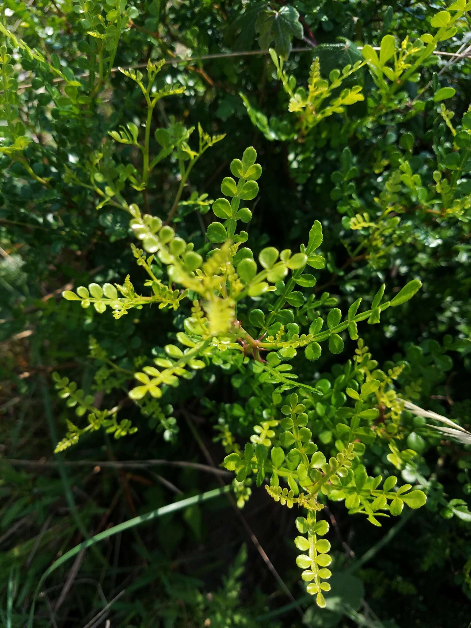 Image of lime pricklyash