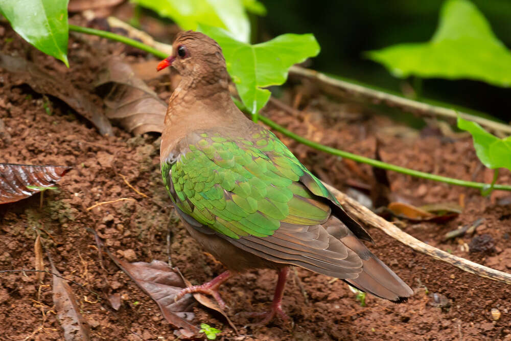 Sivun Chalcophaps longirostris Gould 1848 kuva