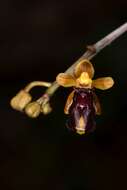 Image of Cottonia peduncularis (Lindl.) Rchb. fil.