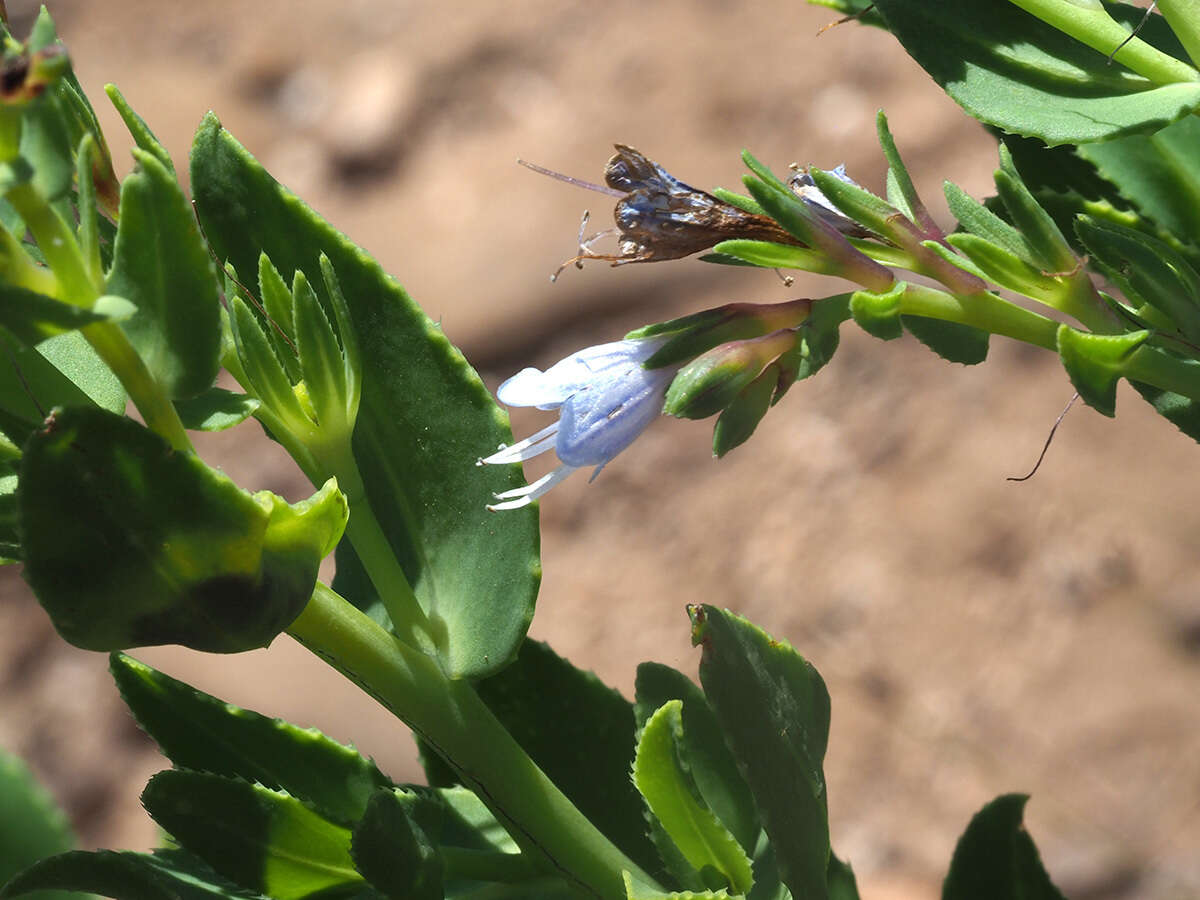 Lobostemon laevigatus (L.) Buek resmi