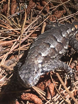 Image of Eastern Fence Lizard