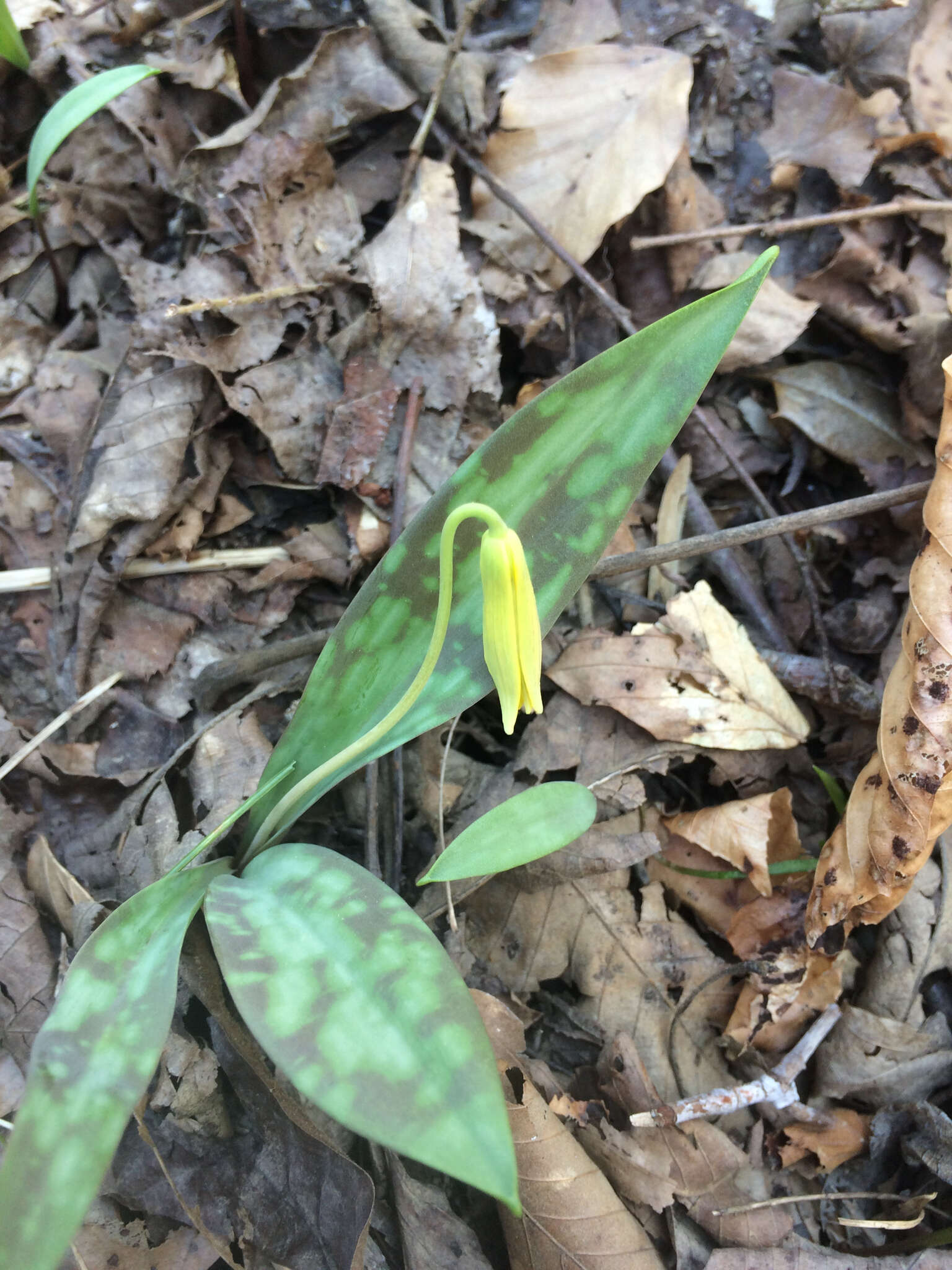 Image of dimpled troutlily