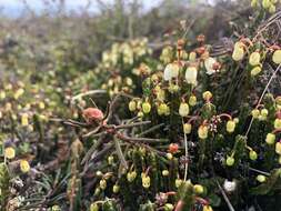 Image of white arctic mountain heather