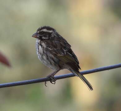 Image of Streaky Seedeater