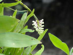 Image of Dendrobium smillieae F. Muell.