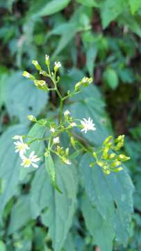 Image of Aster formosanus Hayata