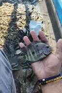 Image of Blackthroat cichlid