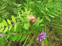 Vicia americana Willd. resmi