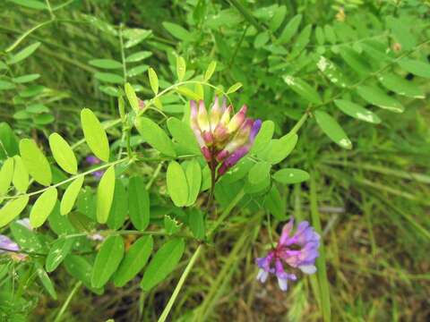 Vicia americana Willd. resmi