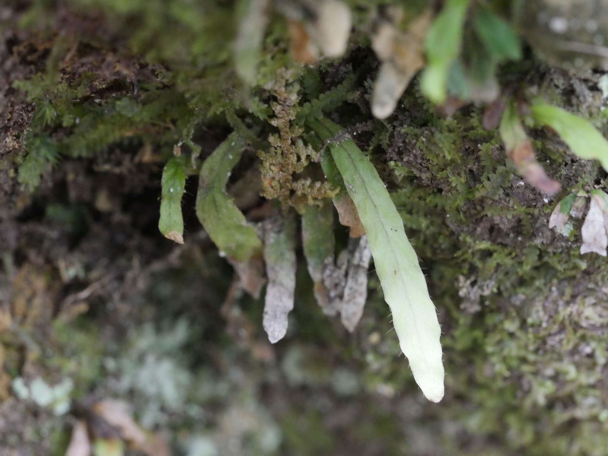 Notogrammitis ciliata (Col.) Parris的圖片