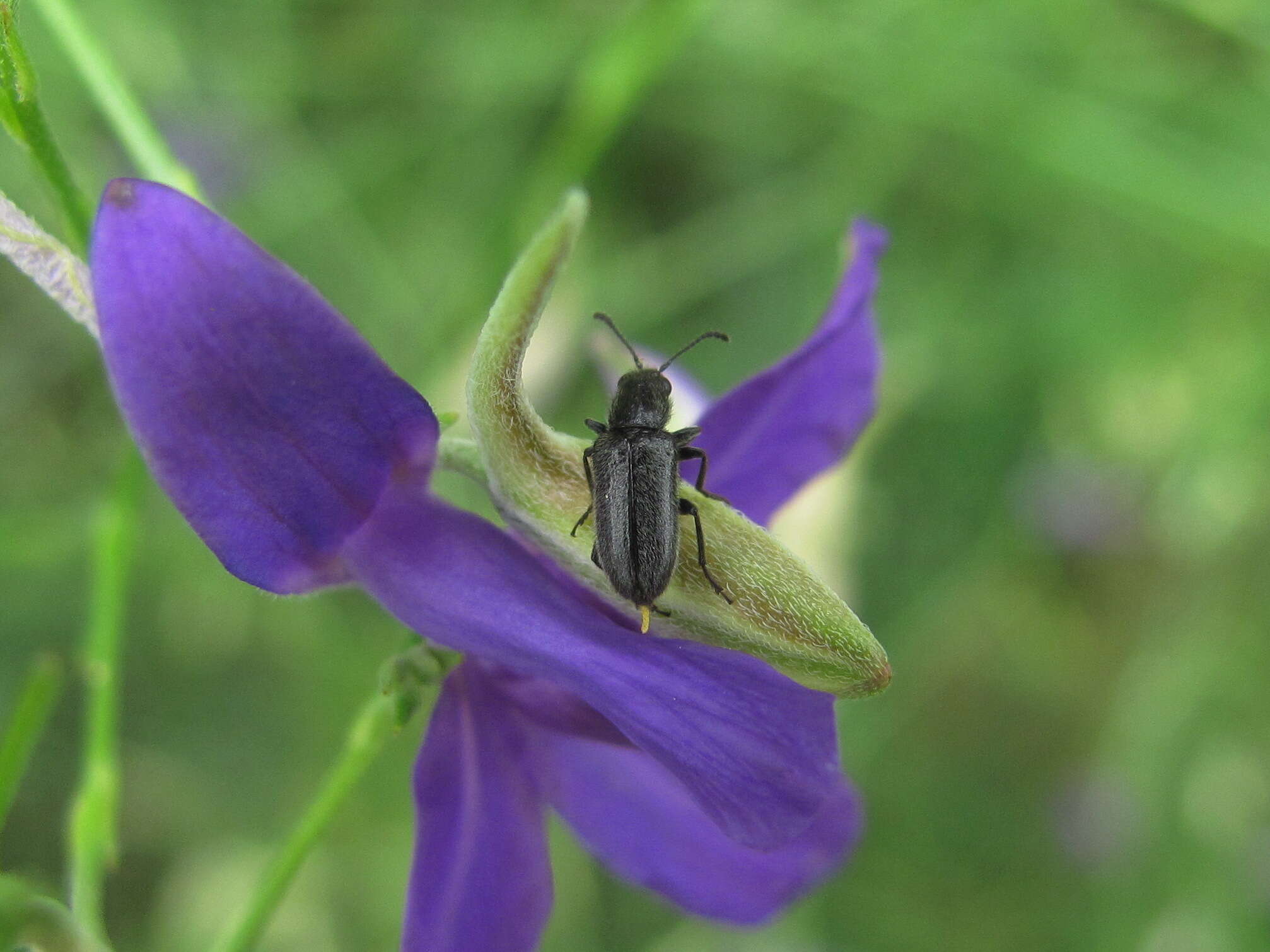 Image of Nemonyx lepturoides Redtb. 1849