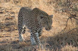 Image of African leopard