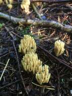 Image of Phaeoclavulina eumorpha (P. Karst.) Giachini 2011