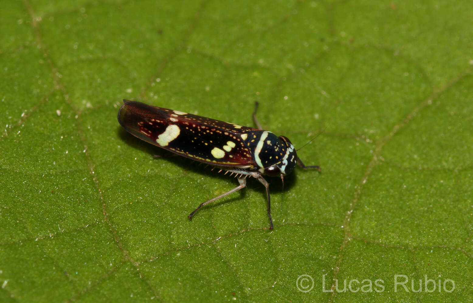 Image of Macugonalia leucomelas (Walker & F. 1851)