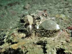 Image of Fuzzy cowrie shell