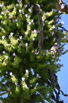 Plancia ëd Echium pininana Webb & Berth.