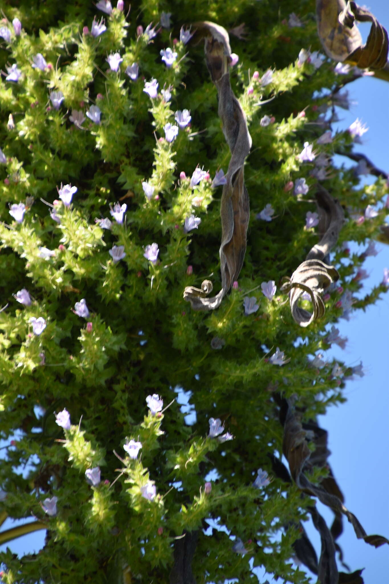 Imagem de Echium pininana Webb & Berth.