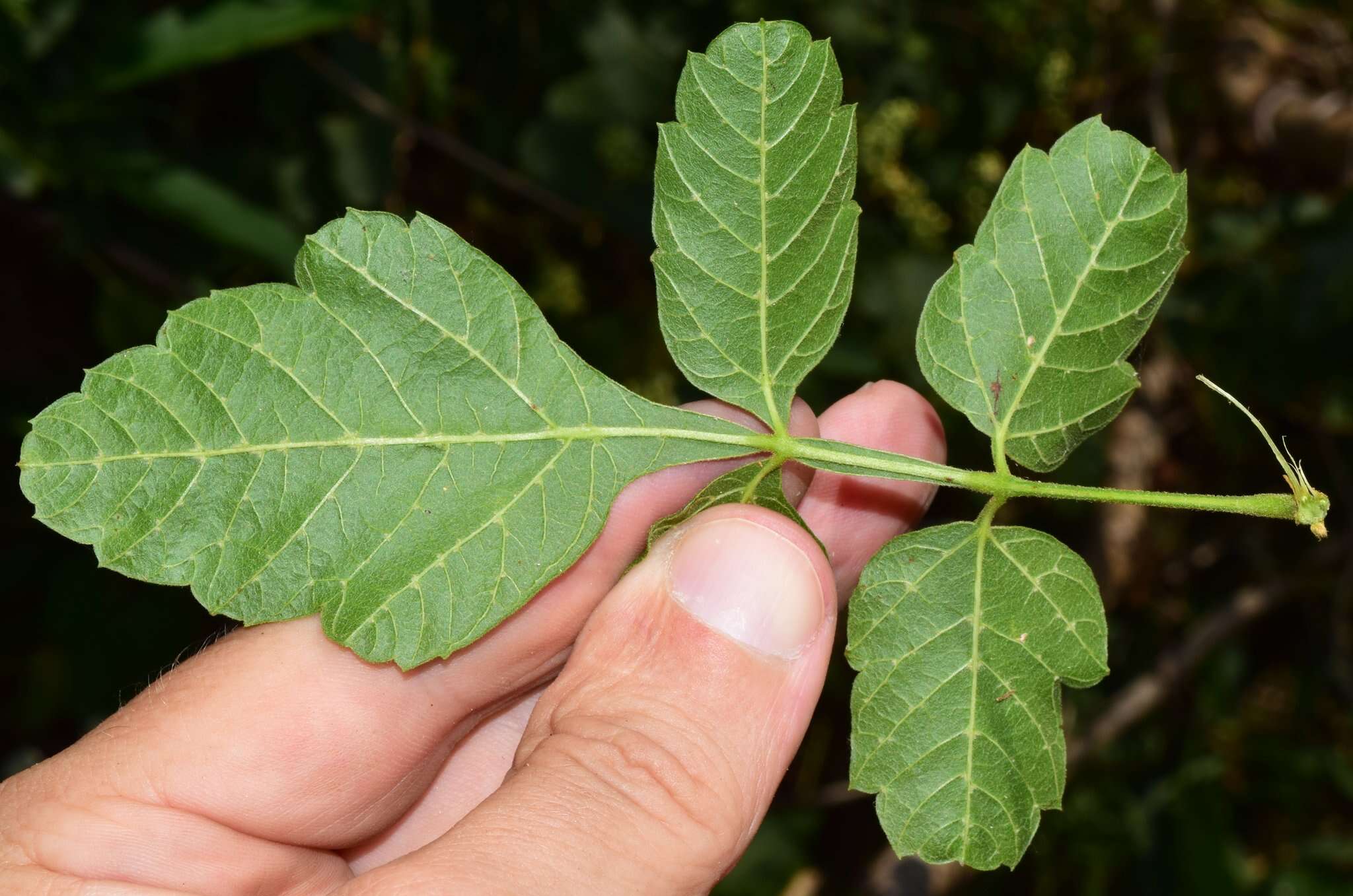 Image of Paullinia tomentosa Jacq.