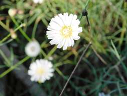 Imagem de Malacothrix saxatilis var. tenuifolia (Nutt.) A. Gray