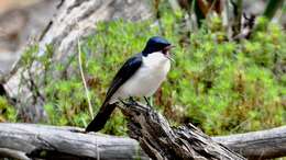 Image of Restless Flycatcher