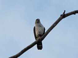 Image of Bicolored Hawk