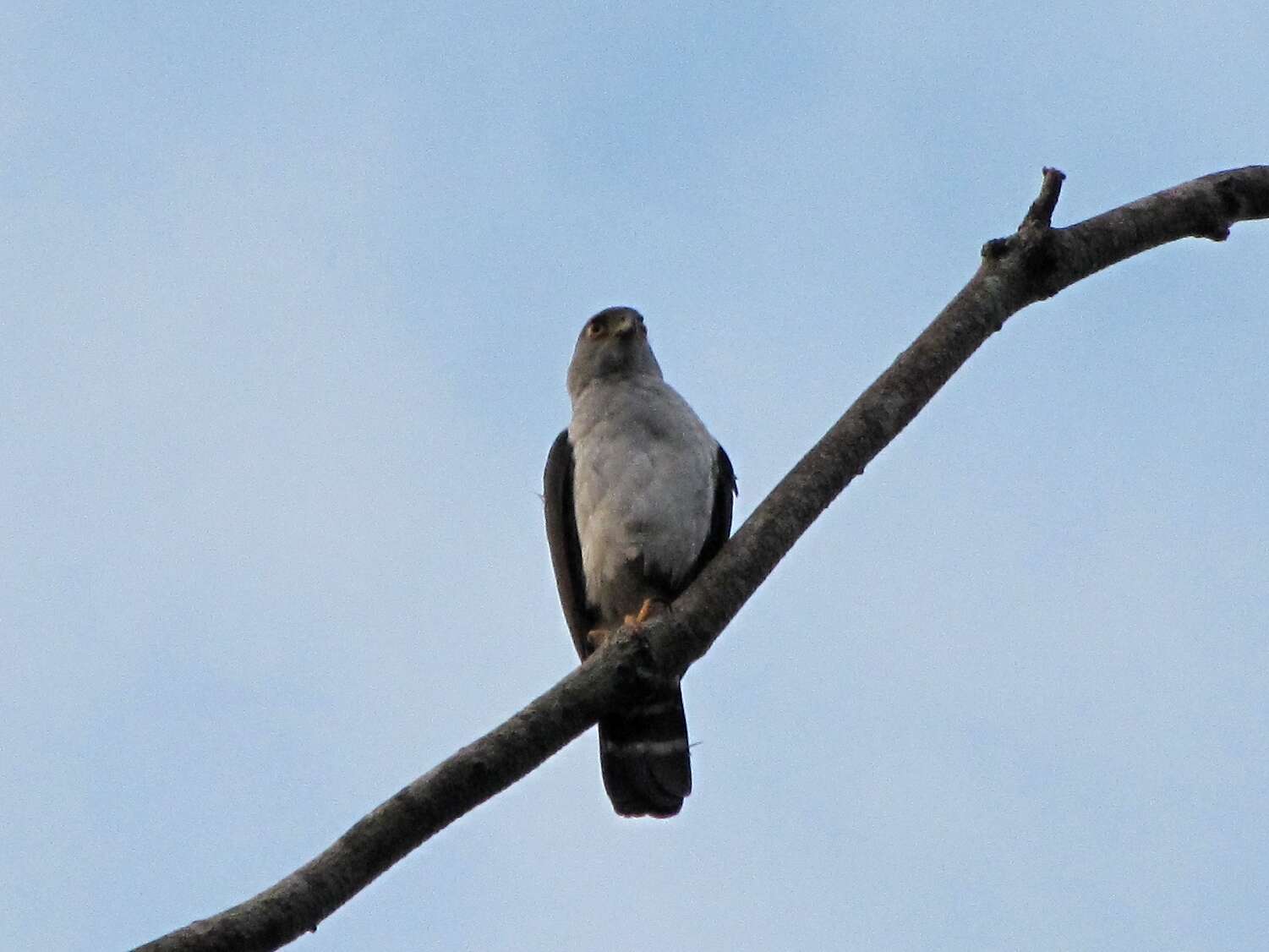 Image de Épervier bicolore