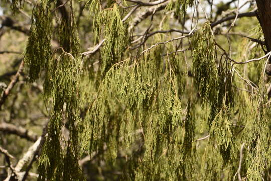 صورة Juniperus flaccida var. flaccida