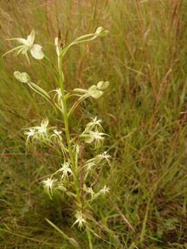 Image de Habenaria nyikana Rchb. fil.