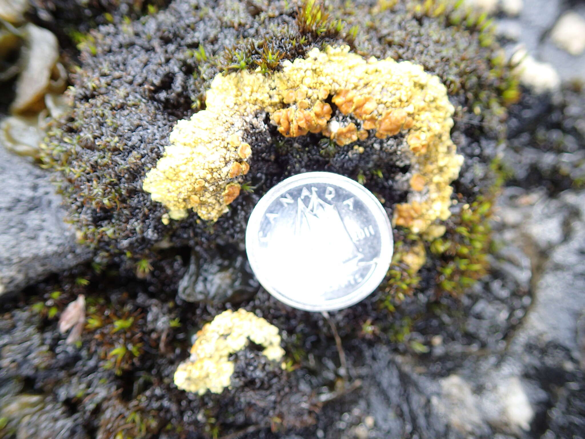 Image of Tundra sulphur lichen