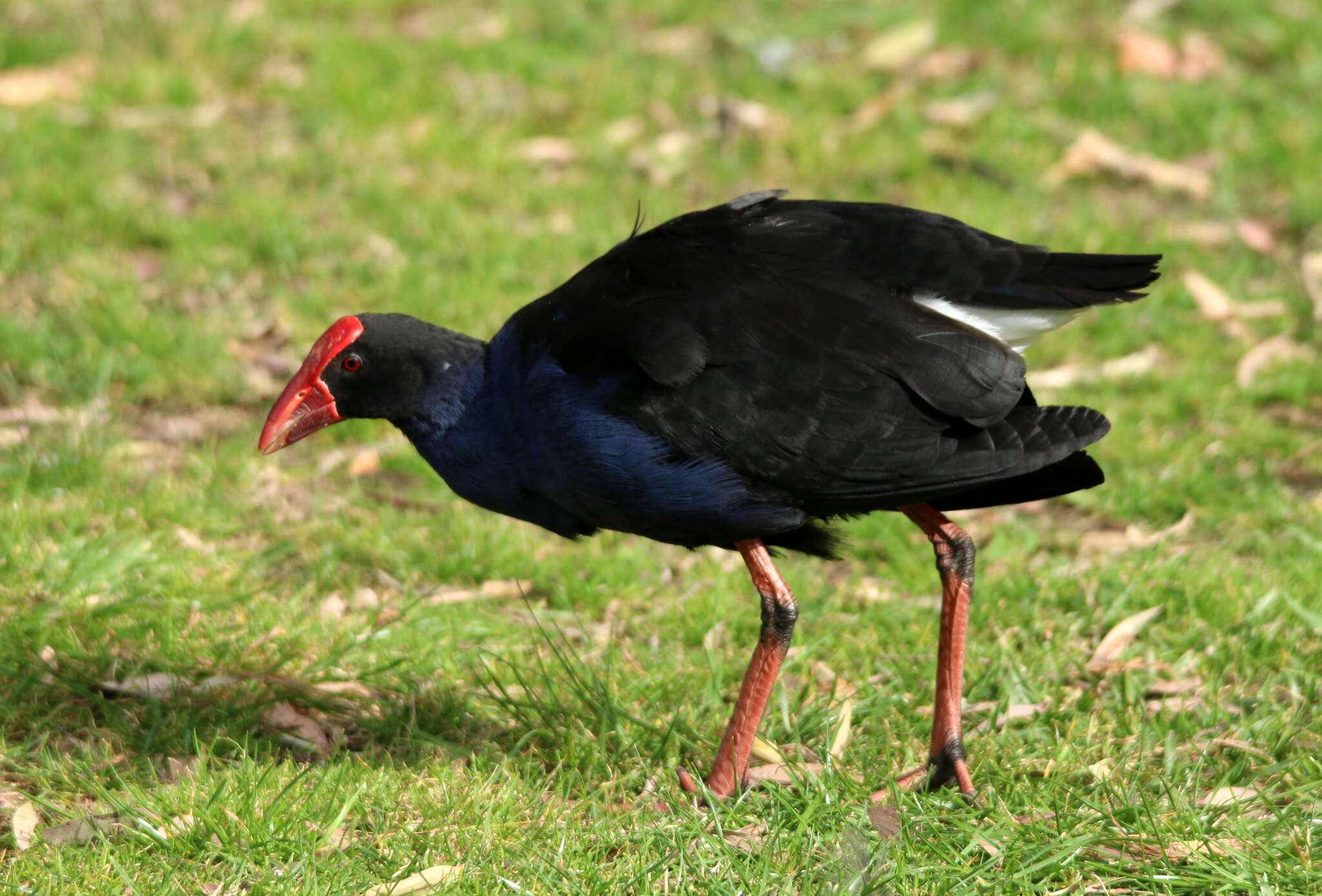 Image of Australasian Swamphen