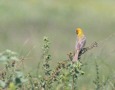 Image of Brown-headed Bunting