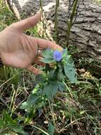 Imagem de Gentiana saponaria L.