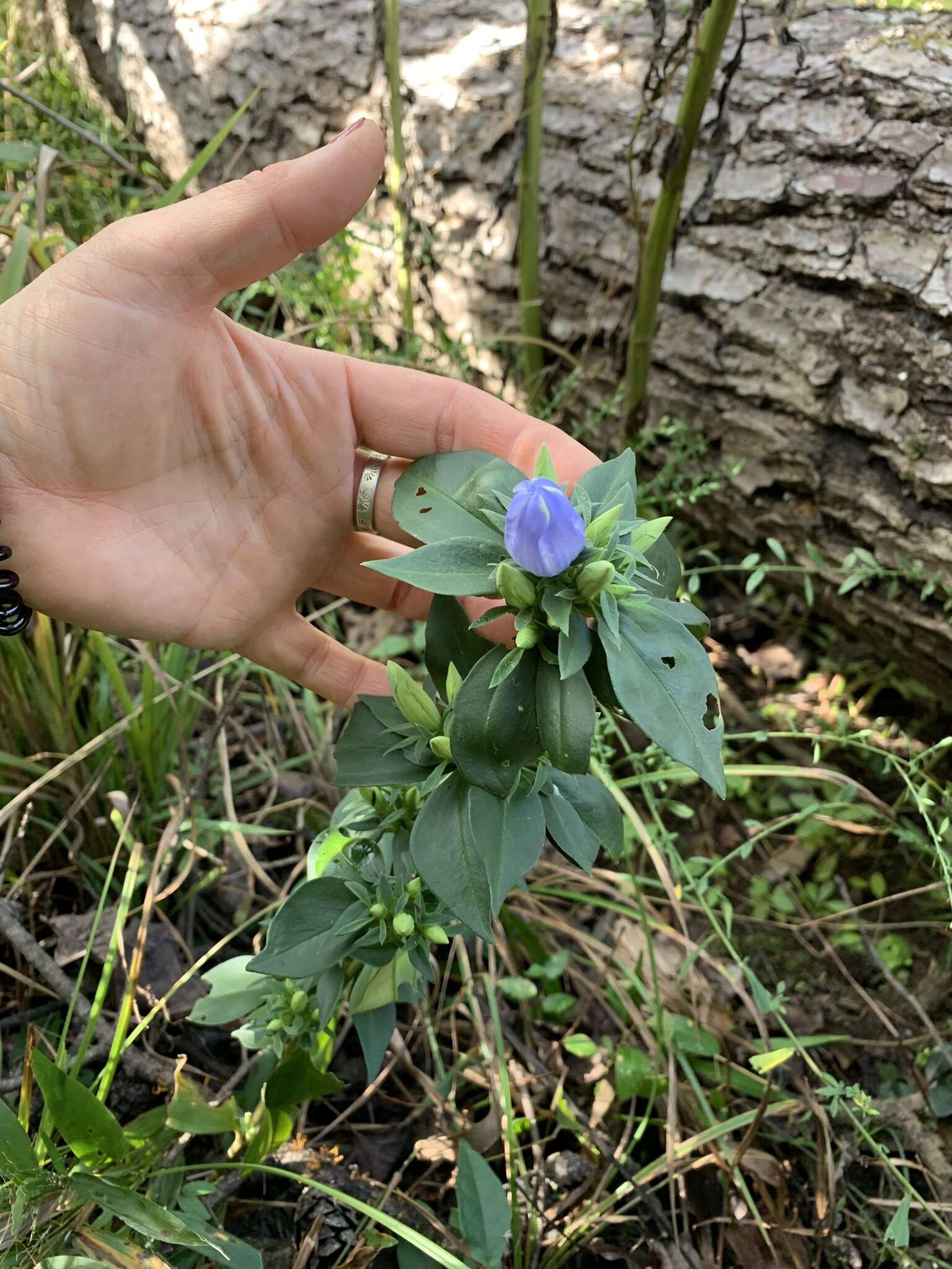 Imagem de Gentiana saponaria L.