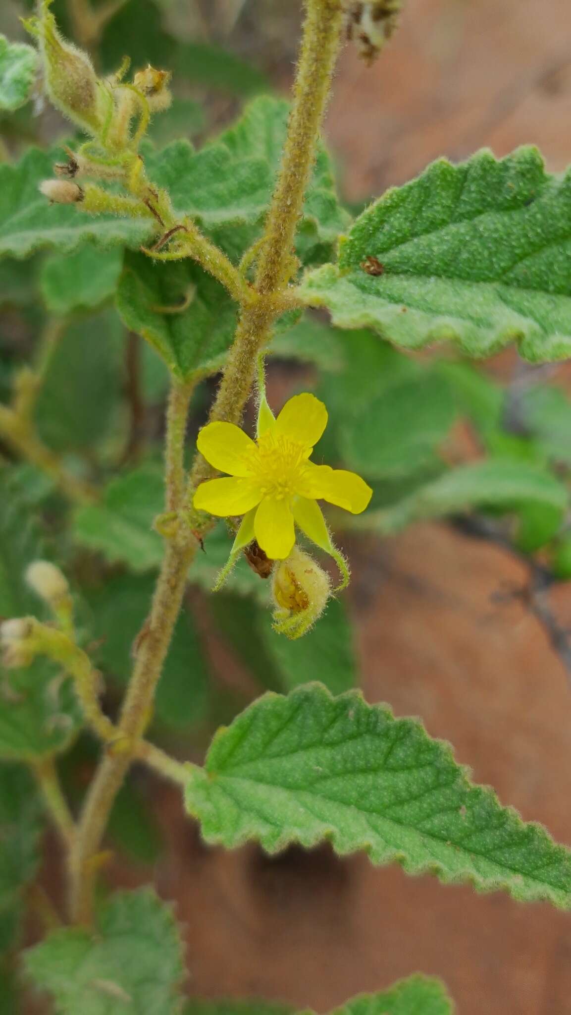 Image of Corchorus kirkii N. E. Br.