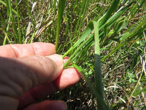 Image de Ray-grass d'Italie