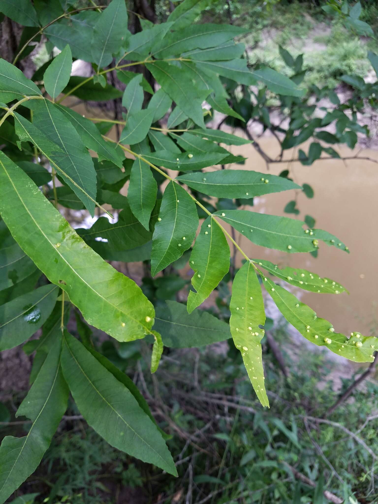 Imagem de Carya aquatica (Michx. fil.) Nutt.