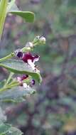 Image of Scrophularia frutescens L.