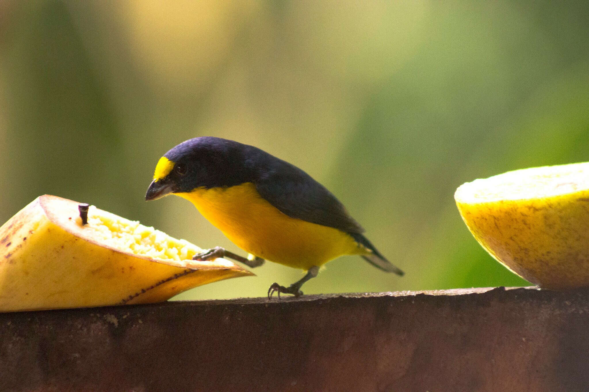 Image of Yellow-throated Euphonia