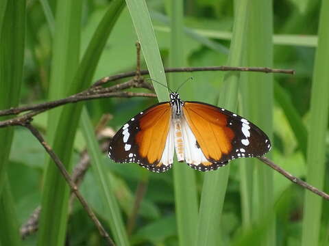 Image of Danaus (Anosia) chrysippus subsp. alcippus Cramer 1777