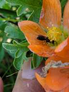 Imagem de Hylaeus annulatus (Linnaeus 1758)