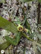 Image de Passiflora allantophylla Mast. ex J. D. Smith